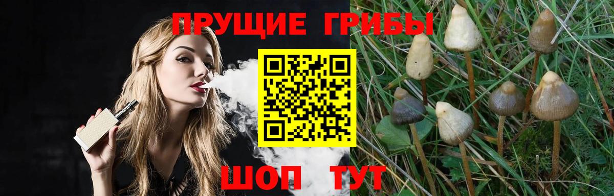 Королёв  Галлюциногенные грибы Cubensis  Вход с VPN 